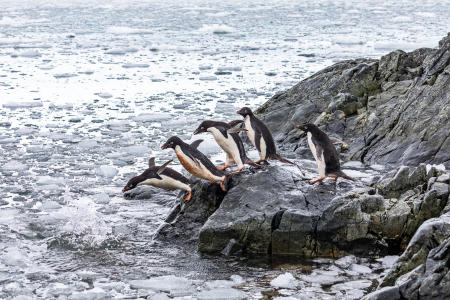 Adélie penguins lined up for a bathing and fishing expedition, near Palmer Station