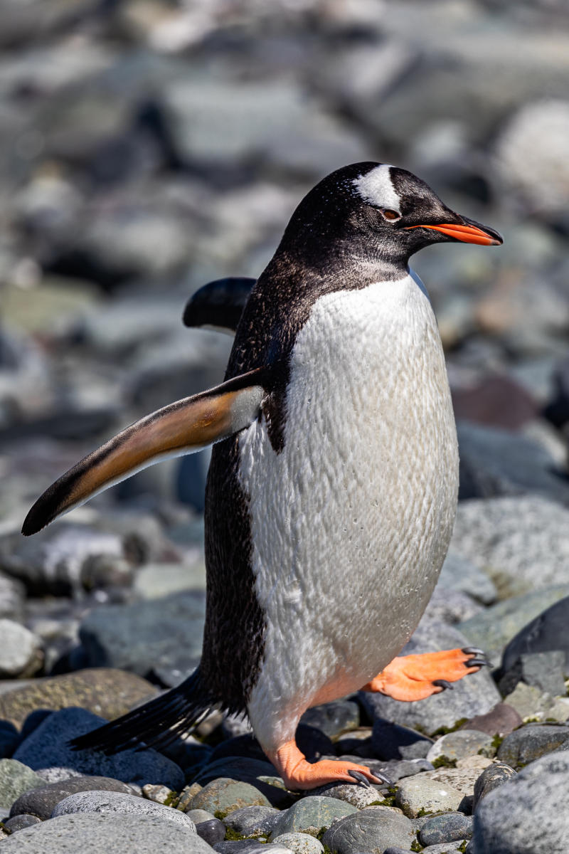 Gentoo penguin fresh from an ocean bath,
Yankee Harbor, Greenwich Island