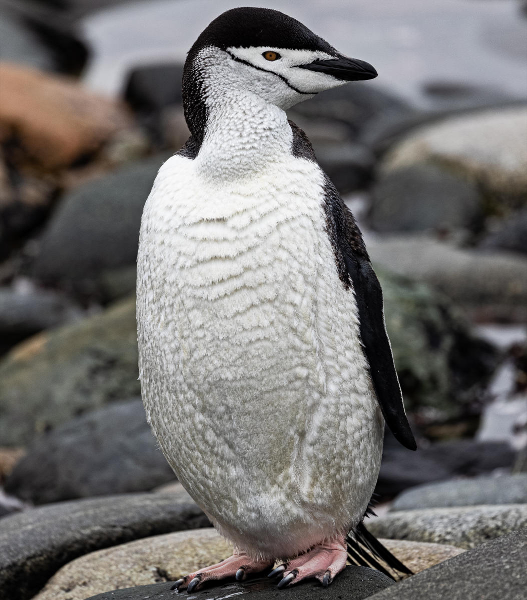Chinstrap penguin after a cleansing swim,
Ketly Bay