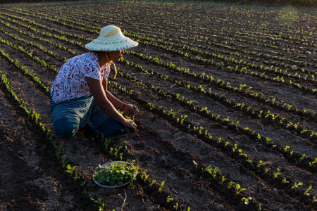 Planting, late afternoon