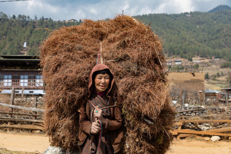 Carrying pine needles, Haa valley