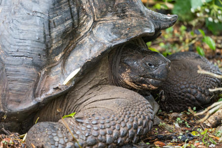 Giant tortoise