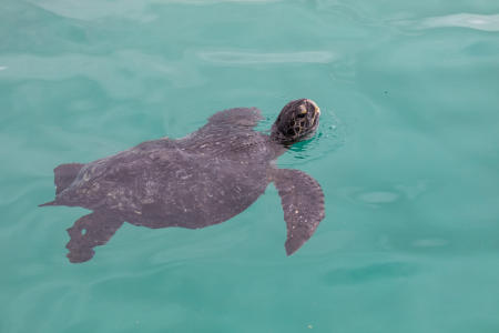 Pacific green turtle