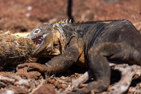 Land iguana