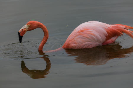 Caribbean flamingo