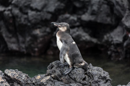 Galapagos penguin