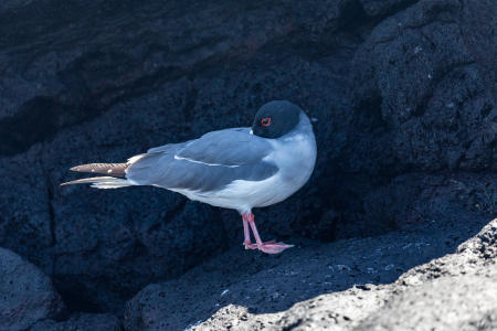 Swallow-tailed gull