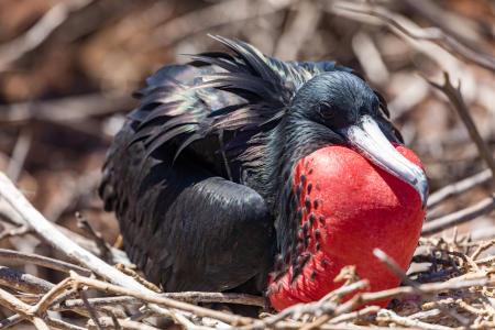 Male great frigate bird