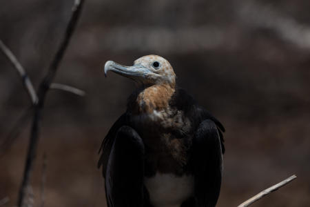 Magnificent frigate bird