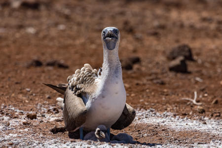 Blue-Footed booby with chicks