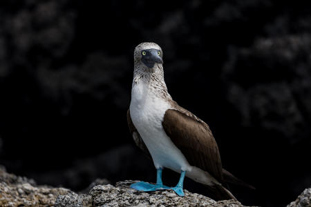 Blue-footed booby