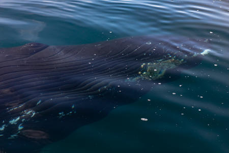 Humpback whale, near the mouth of the Johan Petersen Fjord