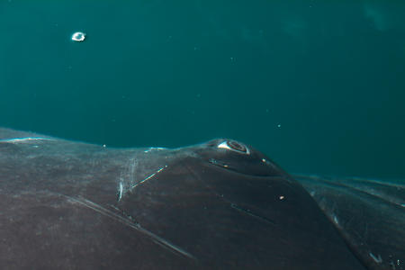 Humpback whale eye