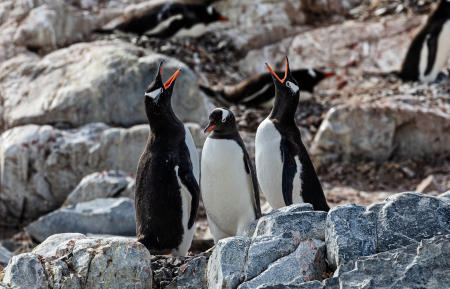 Gentoos calling, Cuverville Island