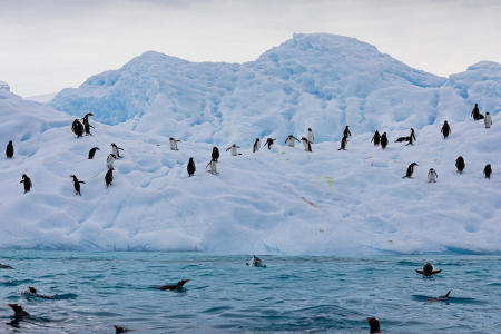 Gentoos, chinstraps, and others gathering for fishing in Ketly Bay