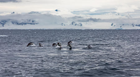 Gentoos fishing for krill, Ketly Bay