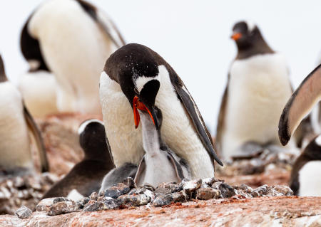 Gentoo adult feeding its chick, Ketly Bay