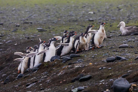 Creche of juvenile gentoos, Barrientos Island