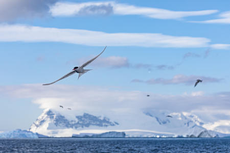 Antarctic tern (Cuverville Island)