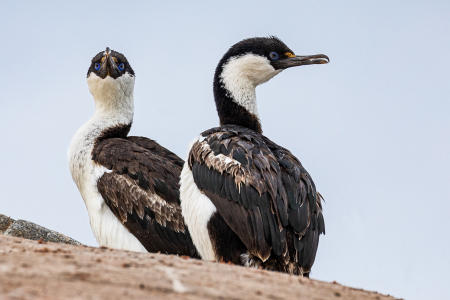 Imperial shags, nesting near Ketly Bay, Rongé Island