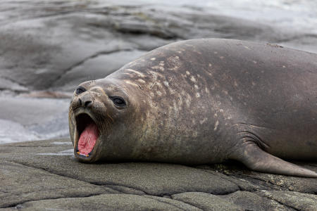 Weddell seal, Ketly Bay
