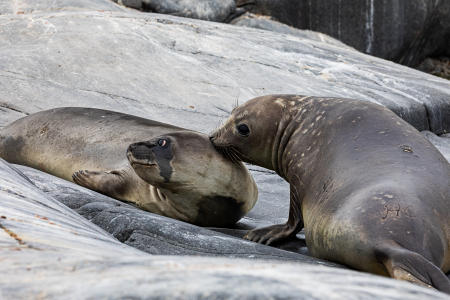 Male and female Weddell seals, Ketly Bay