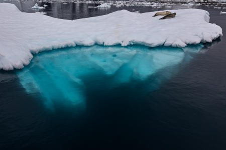 Weddell seals resting on an iceberg off Booth Island, Lemaire Channel