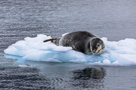 Leopard seal near Wiencke Island