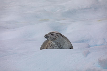 Weddel seal off Pleneau Island, west of Lemaire Channel