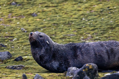 Antarctic fur seal, Barrientos Island