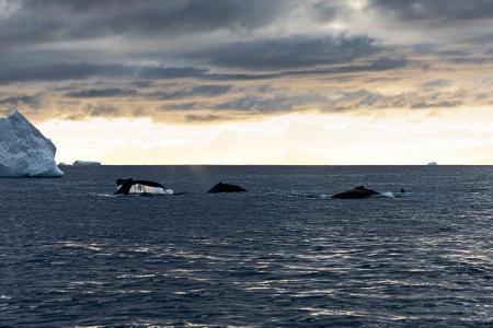 Several humpbacks and a skua in the Gerlache Strait