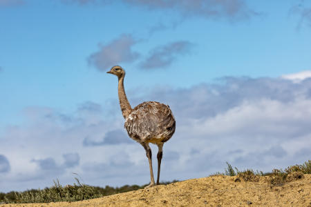 Adult rhea, which is distantly related to the ostritch and emu, taken near Punta Arenas, Chile