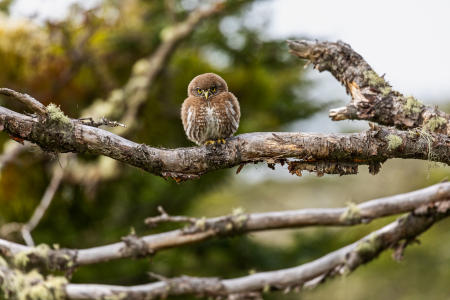 Austral pygmy owl, which only
grows to 6.5 - 8 inches tall