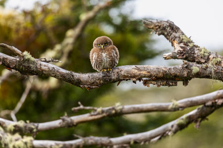 Austral pygmy owl, which only
grows to 6.5 - 8 inches tall