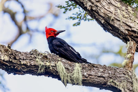 Magellanic woodpecker, spotted in
the woods outside of Punta Arenas