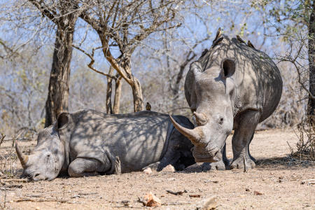 Rhinos, Mkaya Game Reserve, Eswatini
